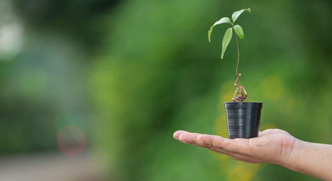 Vila Velha inicia plantio de 50 mil mudas e lança plano de recuperação ambiental