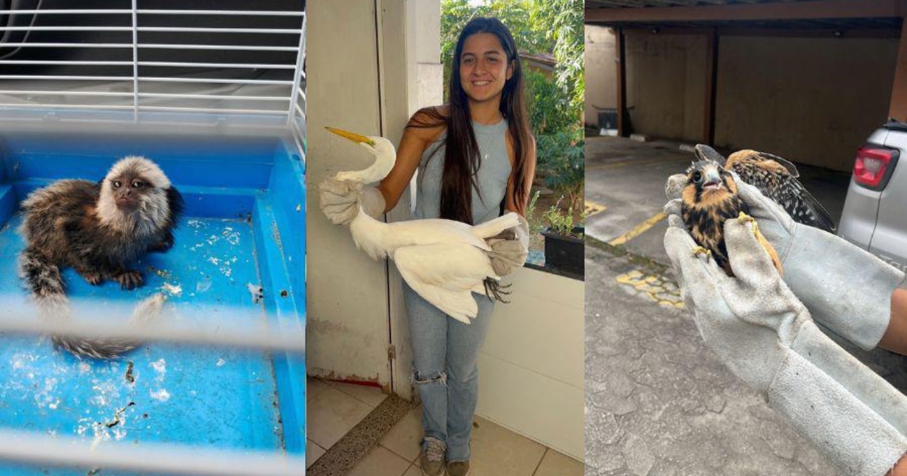Vila Velha registra mais de 900 resgates de animais silvestres em quatro anos