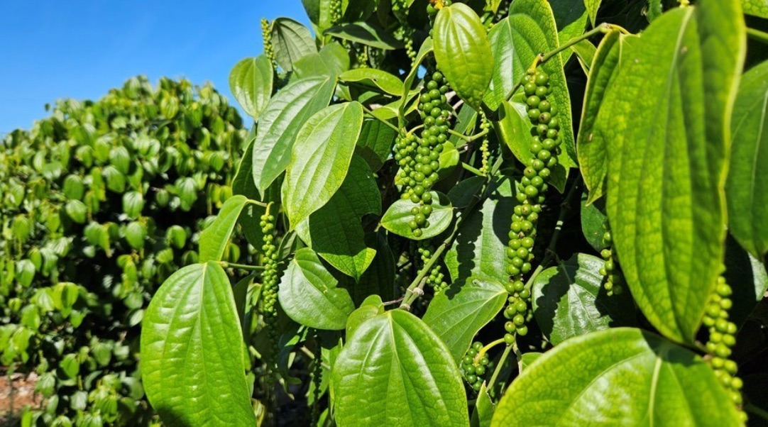 Pimenta-do-reino capixaba bate recorde de exportações e reforça liderança do ES