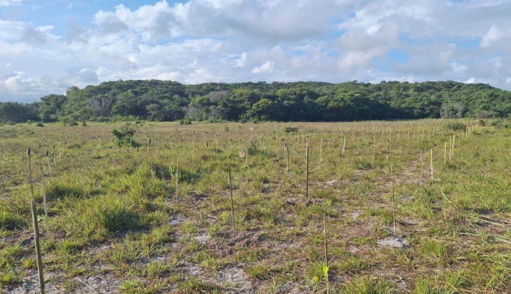 Vila Velha inicia plantio de 50 mil árvores em áreas de preservação