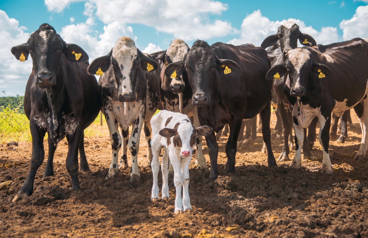 Bônus da Nater Coop beneficia 522 produtores em 23 municípios no ES