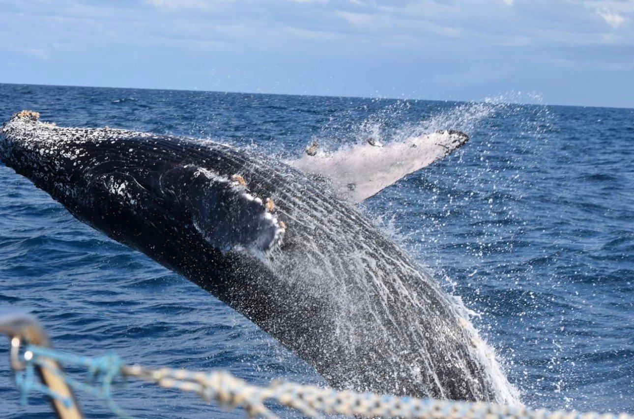 Projeto de proteção às baleias desenvolvido no ES recebe prêmio nacional