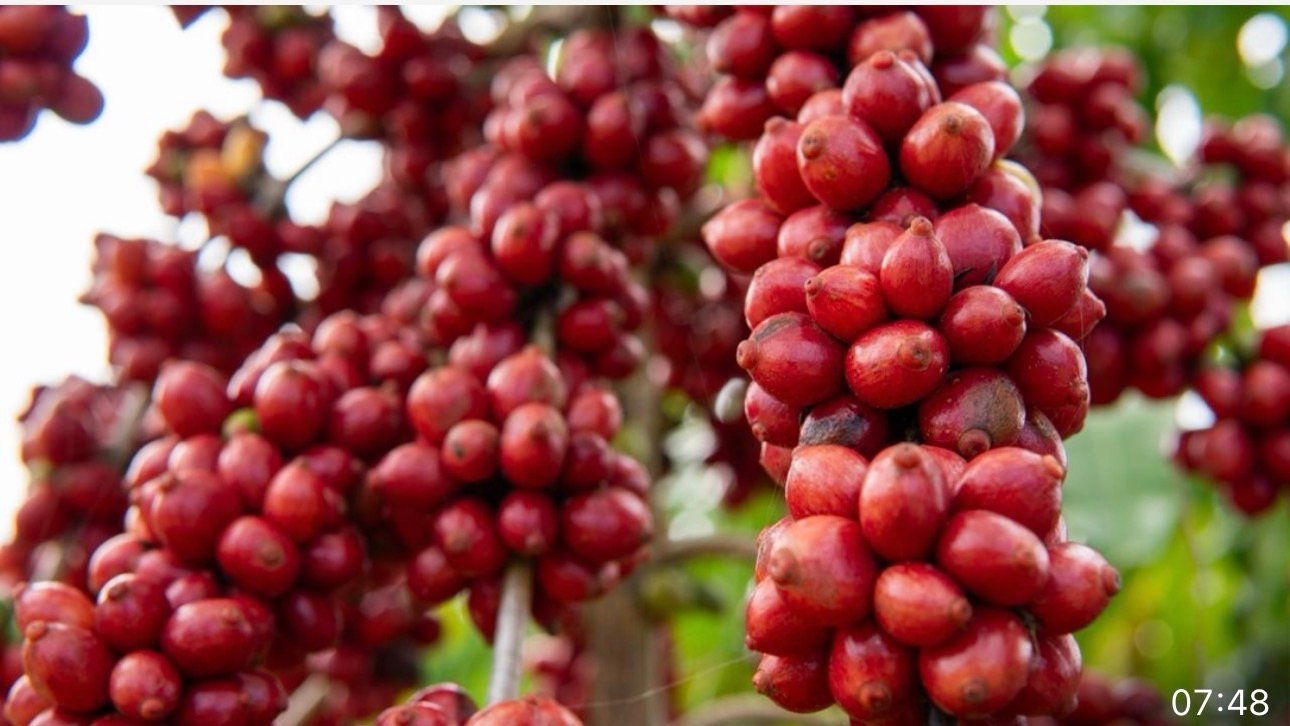 Cafeicultores capixabas recebem mais de R$ 2,2 milhões por produção sustentável