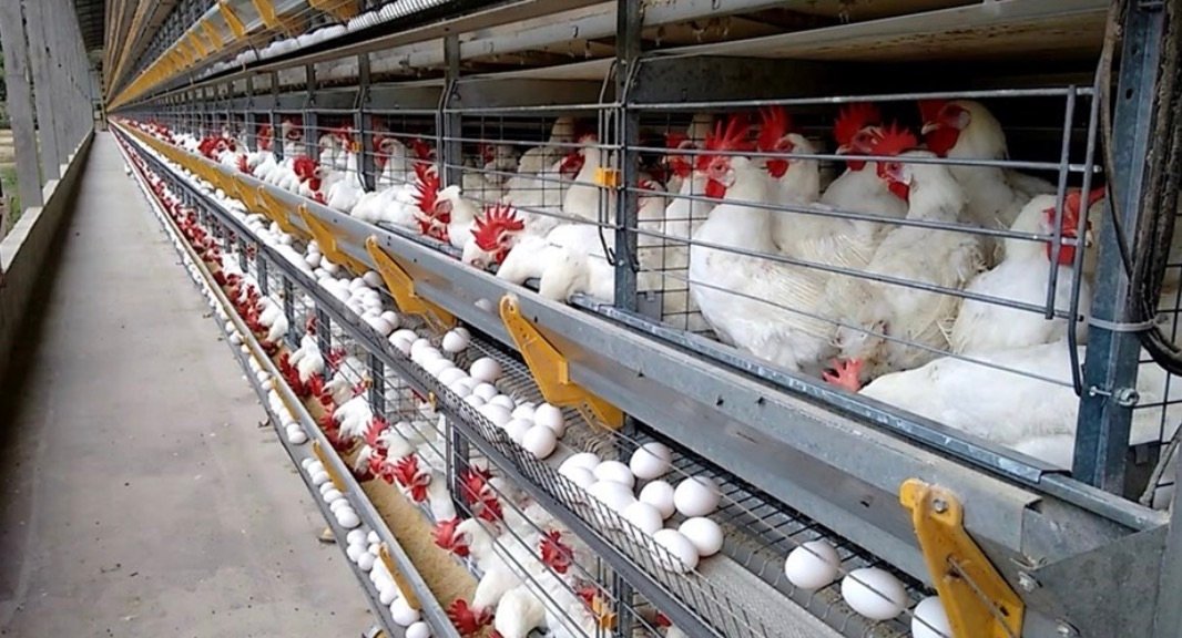 ES produz 145 ovos por segundo e impressiona com força da avicultura