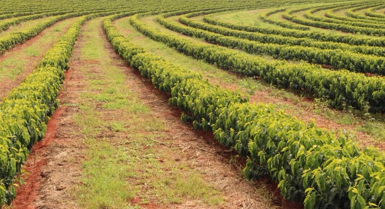 Irrigação moderna alia produtividade e preservação ambiental no campo