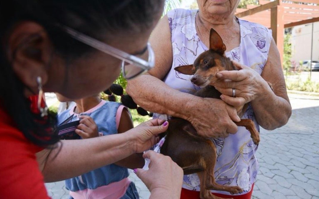 Serra já vacinou mais de 41 mil cães e gatos contra a raiva e terá nova etapa