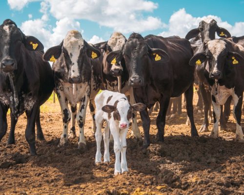 Bônus da Nater Coop beneficia 522 produtores em 23 municípios no ES