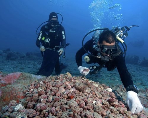 Estudo com participação de pesquisador capixaba ganha destaque na revista Science
