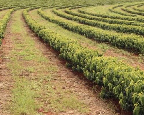 Irrigação moderna alia produtividade e preservação ambiental no campo