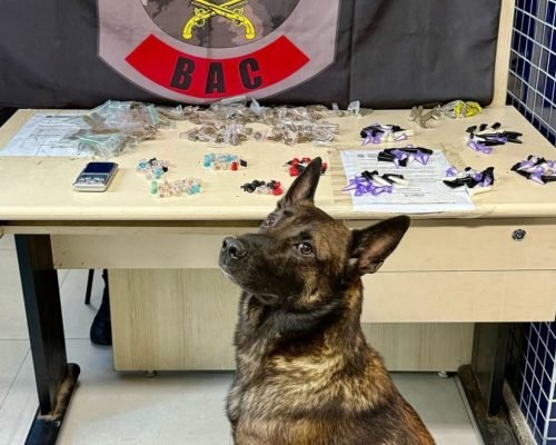 São Mateus: Batalhão de Ações com Cães apreende mais de 3.500 unidades de entorpecentes