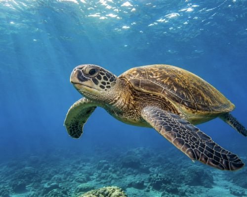 Semana das Tartarugas Marinhas terá curso técnico, oficinas e lançamento de livro gratuito em Vitória
