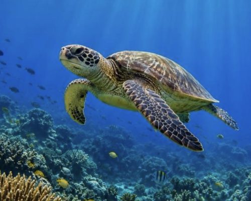 Vitória recebe nesta quarta (24) evento que debate o futuro sustentável dos oceanos