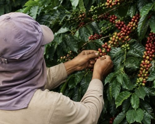 Espírito Santo concentra quase 70% da área de café conilon do Brasil e lidera produção nacional