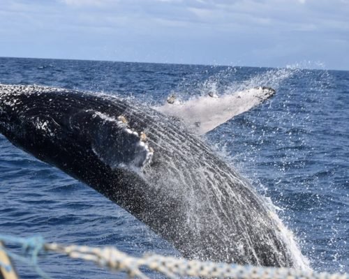 Projeto de proteção às baleias desenvolvido no ES recebe prêmio nacional