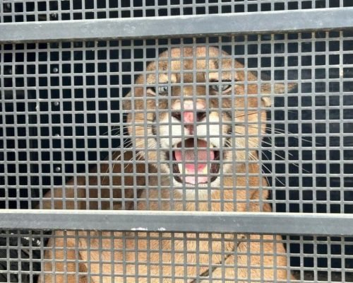 Polícia Ambiental resgata onça-parda em área urbana de Iconha