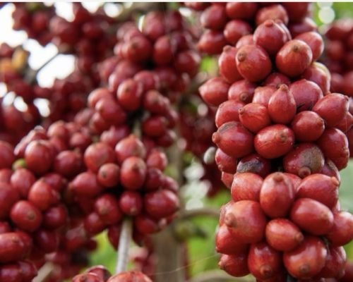 Cafeicultores capixabas recebem mais de R$ 2,2 milhões por produção sustentável