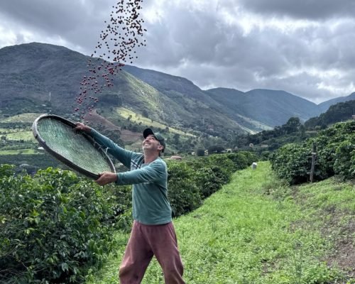 Novas gerações impulsionam a produção de cafés especiais no Caparaó