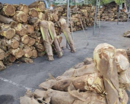 Espaço destinado à venda de palmito começa a funcionar neste sábado ​