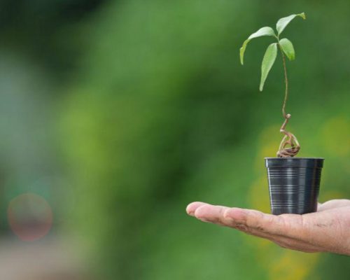 Vila Velha inicia plantio de 50 mil mudas e lança plano de recuperação ambiental