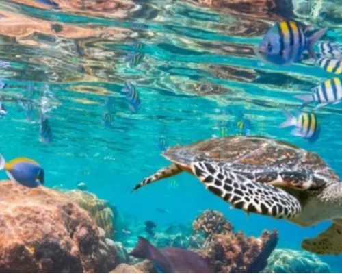 Maior encontro capixaba sobre Ciências Oceânicas será realizado no dia 2 de julho em Vitória