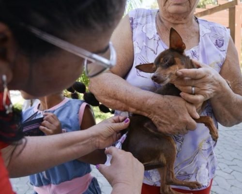 Serra já vacinou mais de 41 mil cães e gatos contra a raiva e terá nova etapa