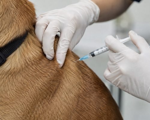 Vitória vacina mais de 8,7 mil cães e gatos contra a raiva em um dia