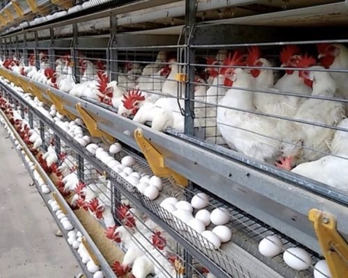 ES produz 145 ovos por segundo e impressiona com força da avicultura