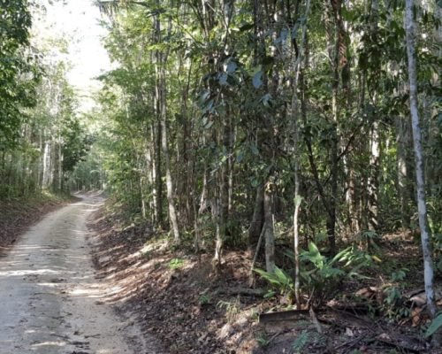 Reserva Natural Vale recebe 8ª edição da Meia Maratona do Verde e das Águas em Linhares